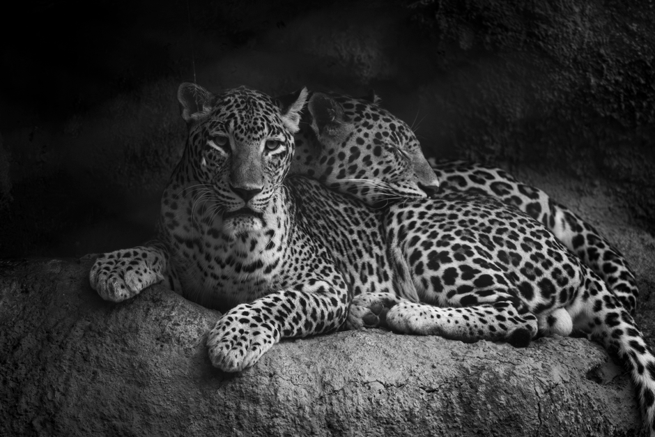 Intimate portrait of two leopards resting together in monochrome.