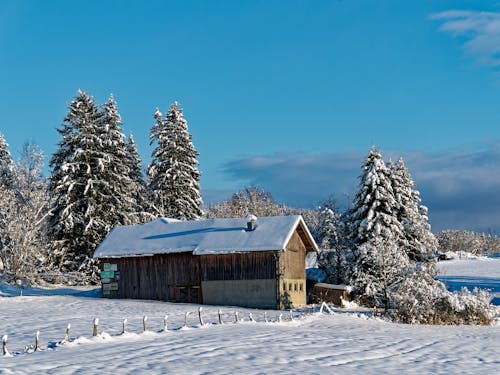 A Wooden Cabin and Trees on a Snowy Field 