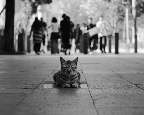Free A cat lying on a city street with blurred people in the background, creates a calm urban moment. Stock Photo