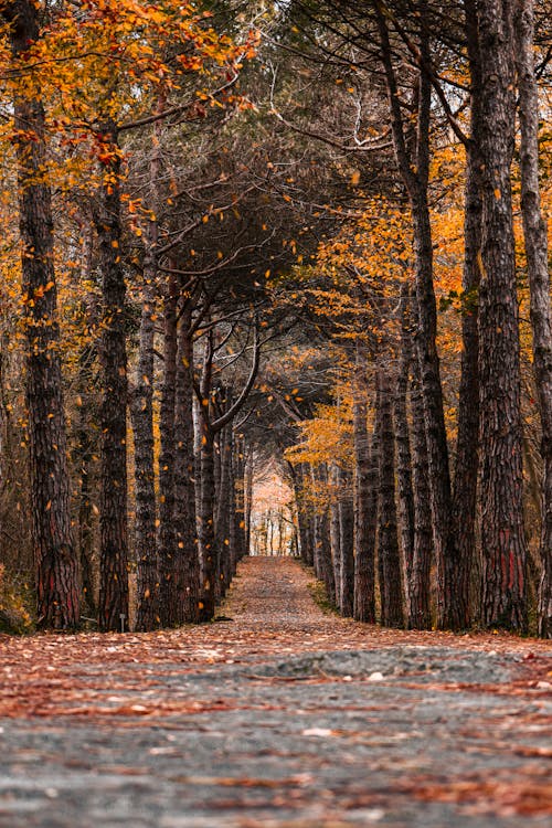 Immagine gratuita di acero, alba, alberi autunnali
