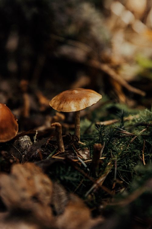 Free Discover the beauty of nature with this close-up shot of a small mushroom on a forest floor in autumn. Stock Photo