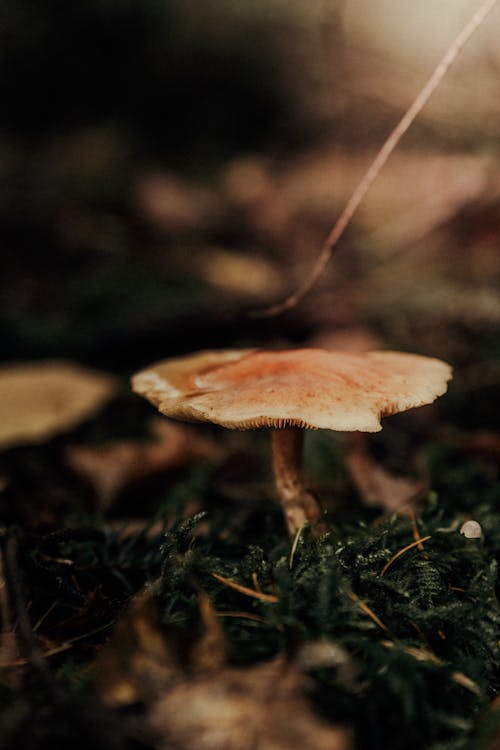 Darmowe zdjęcie z galerii z jesień, las, mech