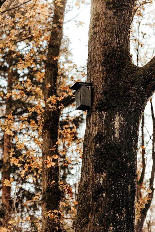 Darmowe zdjęcie z galerii z drzewo, jesień, pionowy strzał