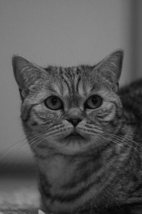 Black and white portrait of a cat