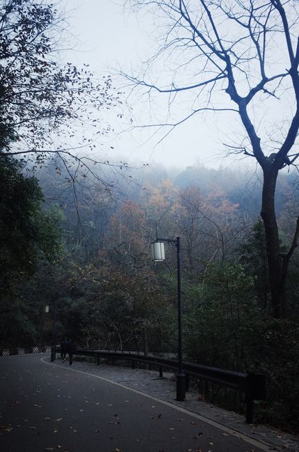 A serene, foggy road winding through an autumn forest with bare trees and warm colors.