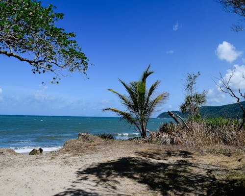 View of a Tropical Shore and Sea under Blue Sky 