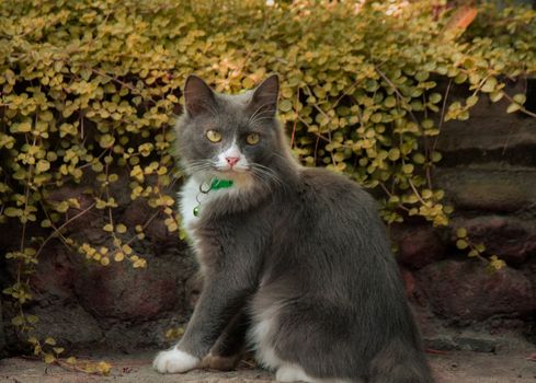 Beautiful long-haired gray and white cat sitting on a stone surface with greenery backdrop.
