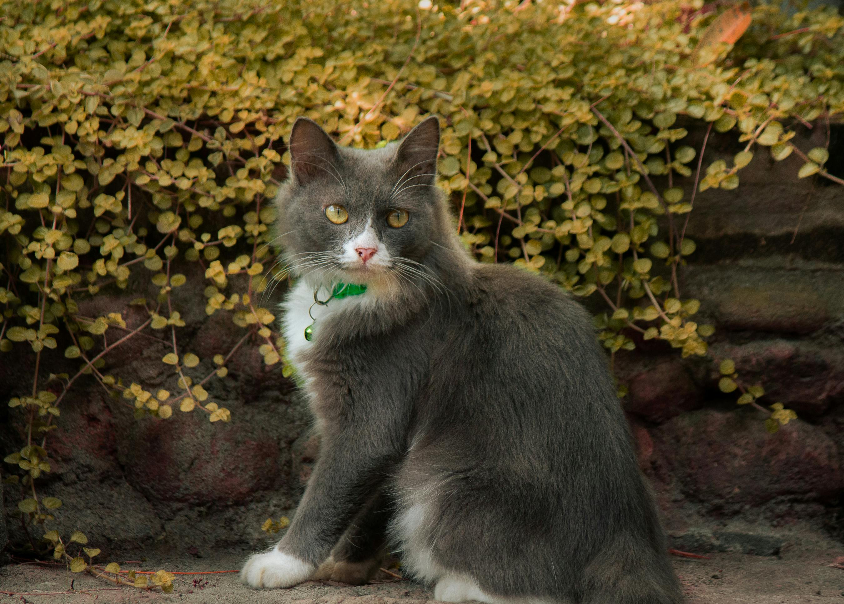 Hell Cat Photos, Download The BEST Free Hell Cat Stock Photos & HD Images