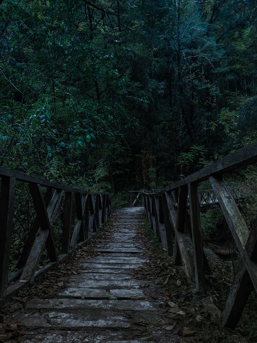 Free Dark Forest  Stock Photo