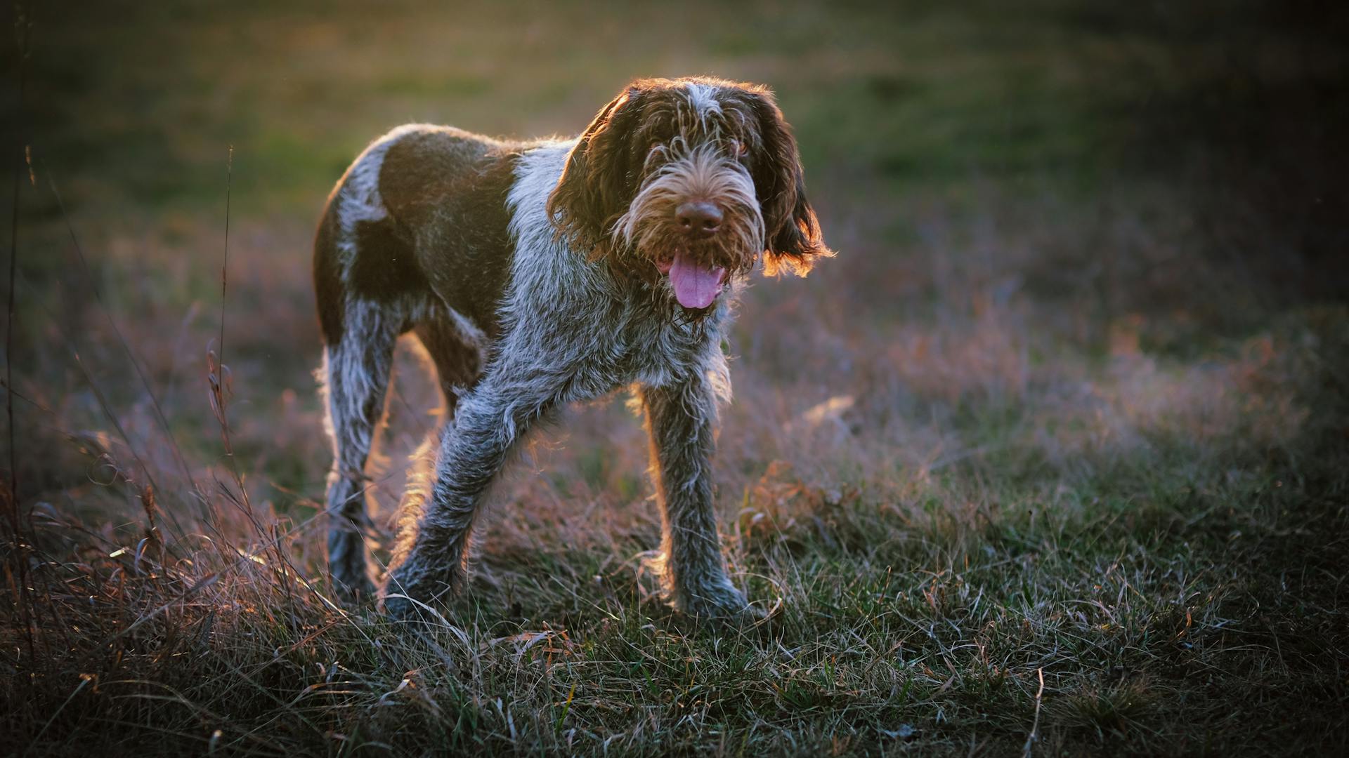 A Domestic Spinone Italiano Dog Standing on a Grass Field in the Evening