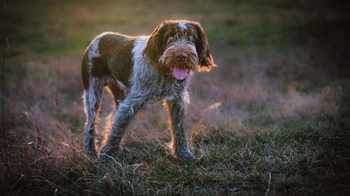 Free Spinone Italiano dog standing in a grassy field at sunset in Burgenland, Austria. Stock Photo