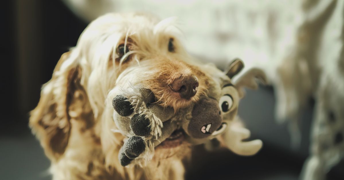 Les bienfaits des jouets interactifs pour les animaux âgés