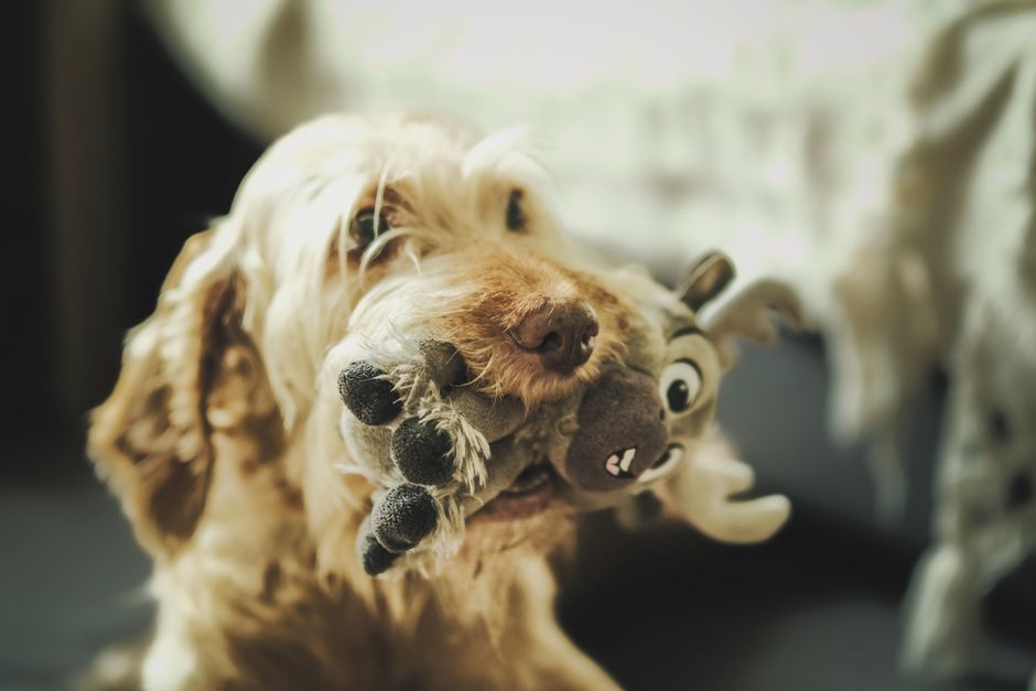 Dog choosing between a plush toy and a rubber chew - customizable dog toy bundles Dog choosing between a plush toy and a rubber chew - customizable dog toy bundles