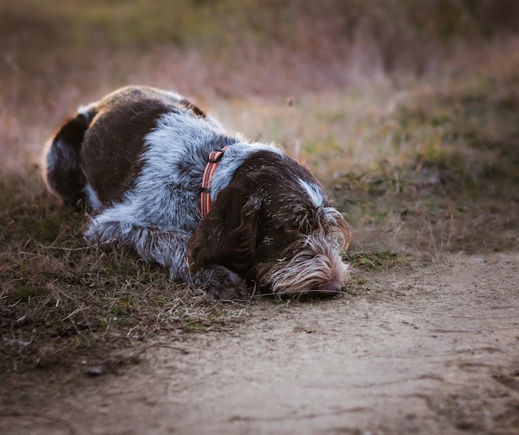 Funny Fluffy Dog Lying On Grass