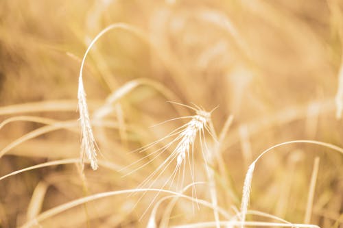 Immagine gratuita di campagna, campo, dorato