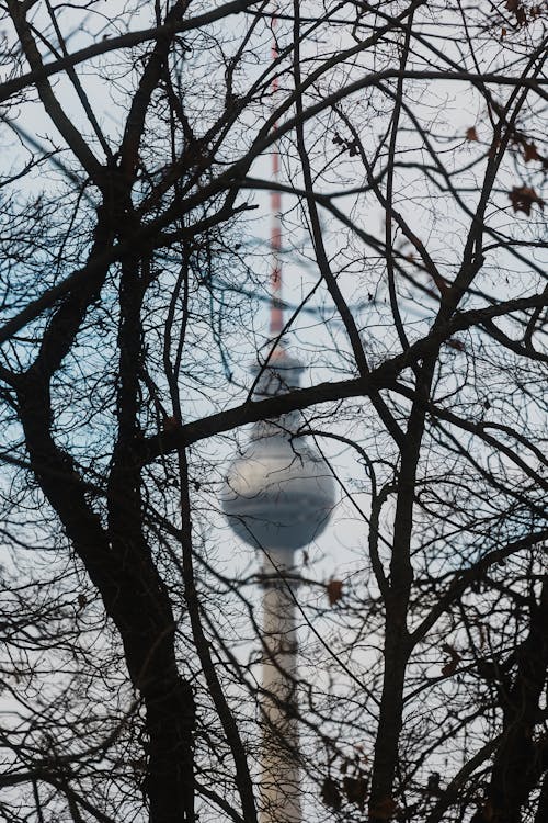 TV Tower in Berlin Seen through Branches 