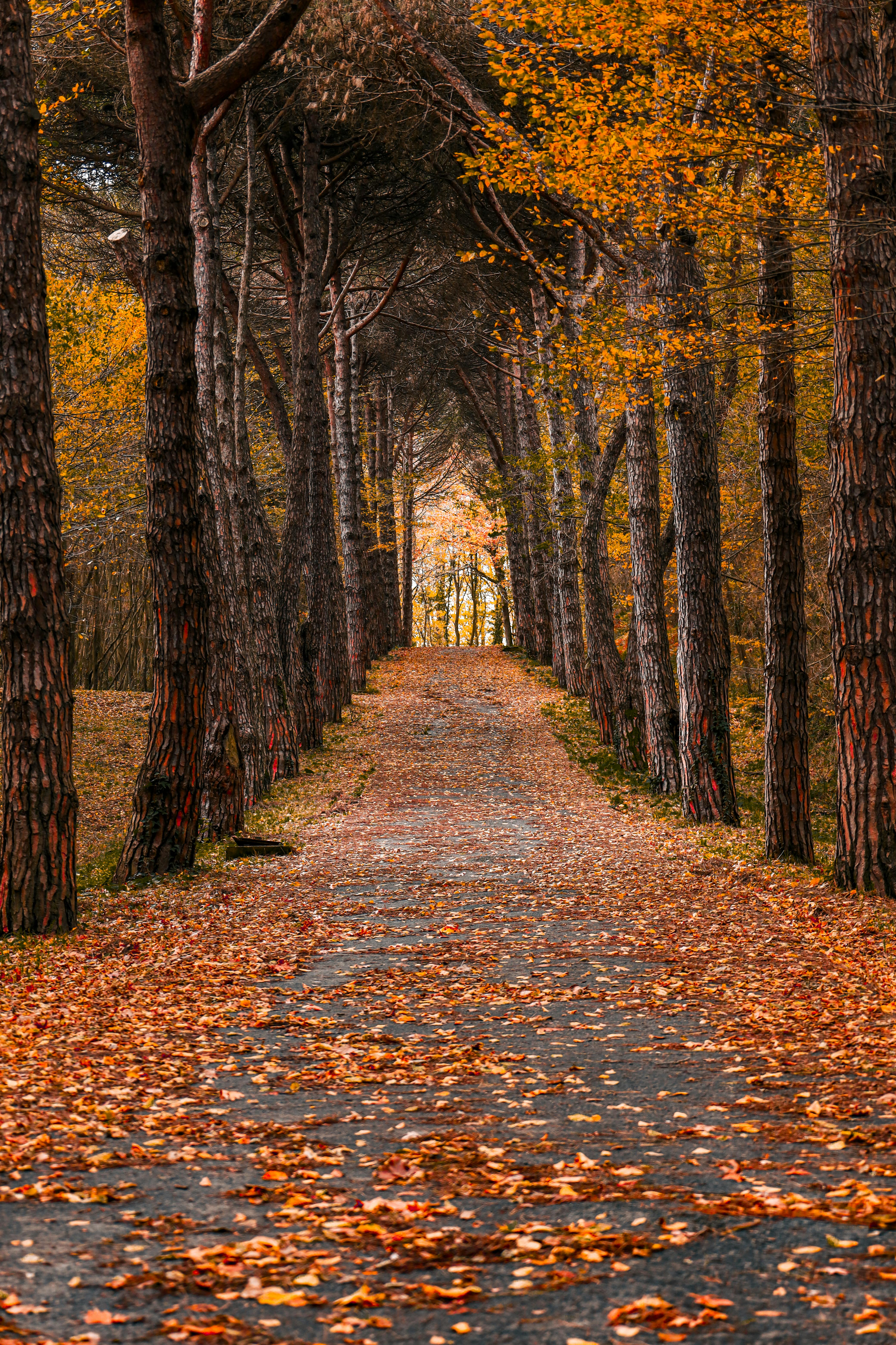 Foto stok gratis tentang alam, alami, amatir, bagus, canon, cantik