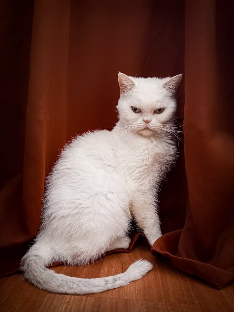 Close-up Of A White Cat 