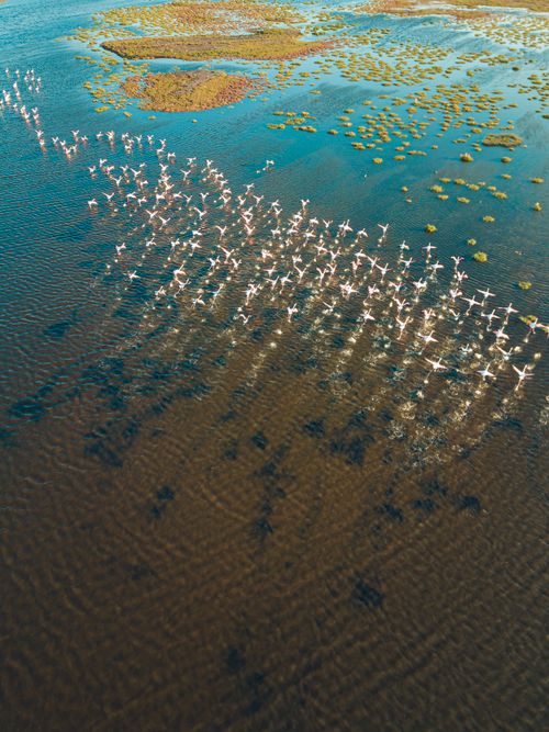 Free A breathtaking aerial shot of flamingos wading in the wetlands of Kayseri, Türkiye. Stock Photo