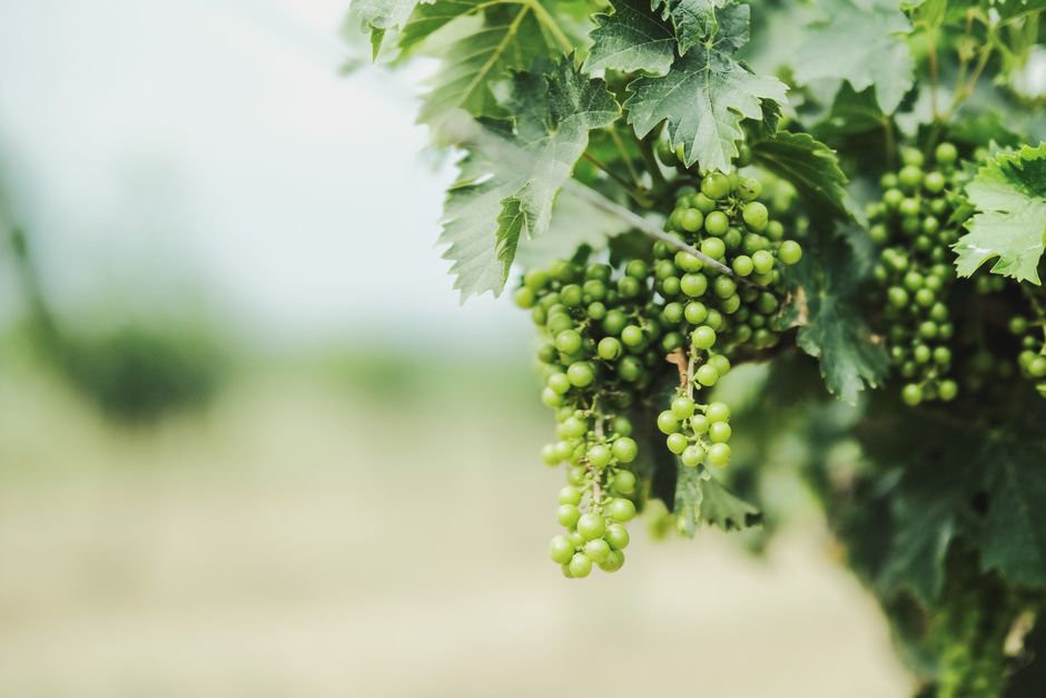 Vibrant green grapes growing on a lush vine in a vineyard captured on a sunny day.