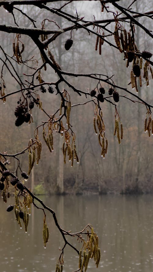 Raindrops on a branch