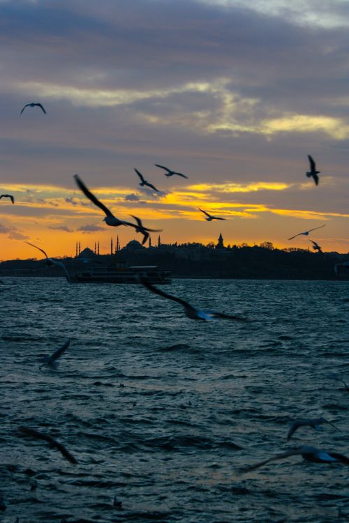 Free Silhouetted birds soar above the Bosporus Strait during a captivating sunset. Stock Photo