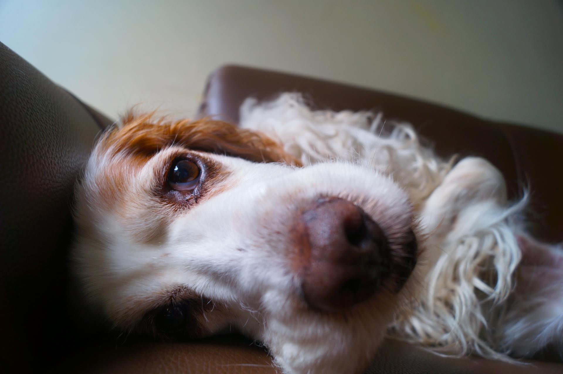 Cocker spaniel anglais blanc et brun