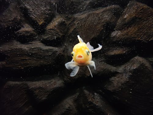 Koi Carp in Pond