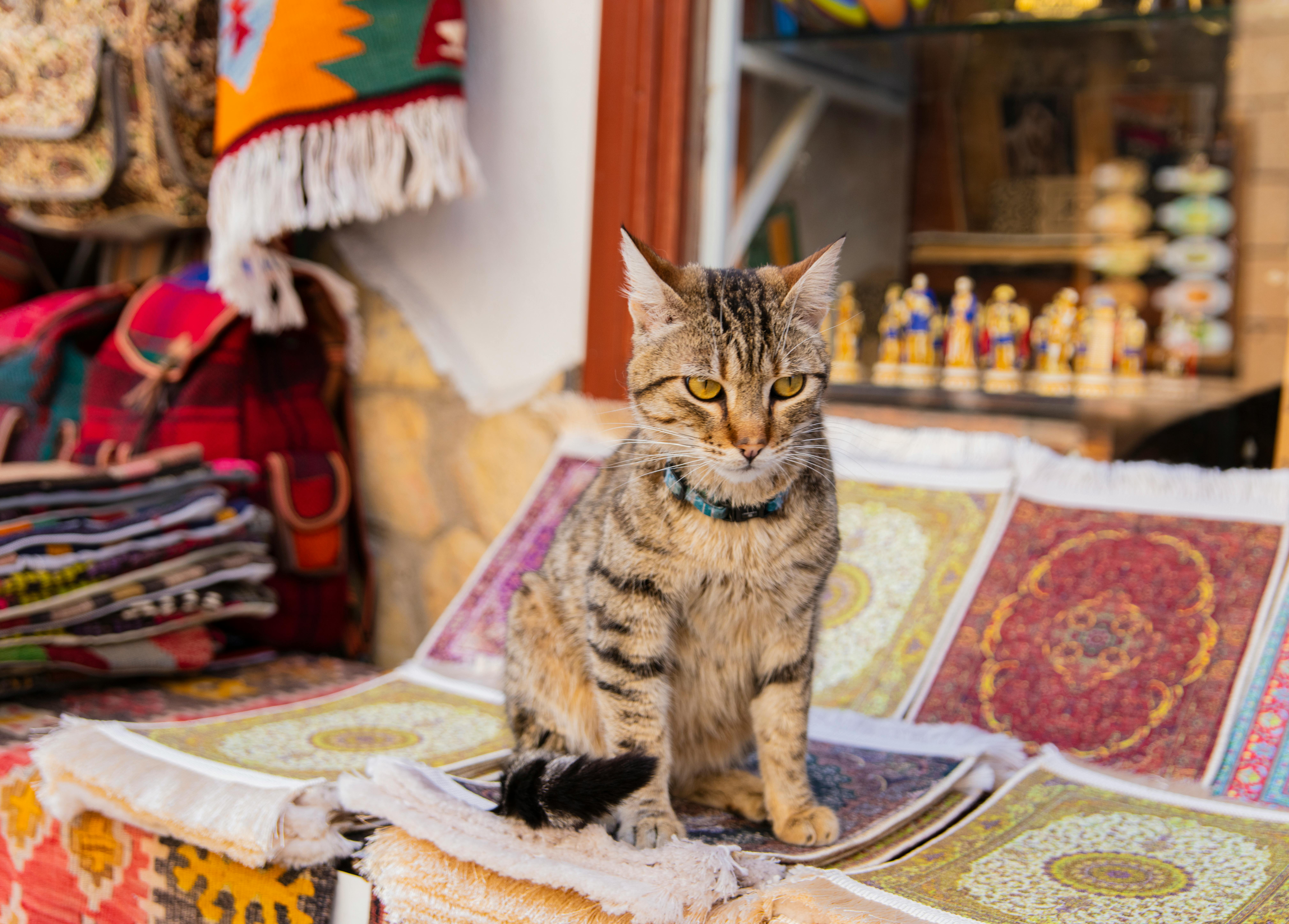 Tabby Cat on Traditional, Handmade Accessories