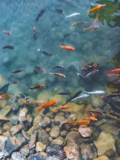 Fotobanka s bezplatnými fotkami na tému divočina, druhy rýb, morský