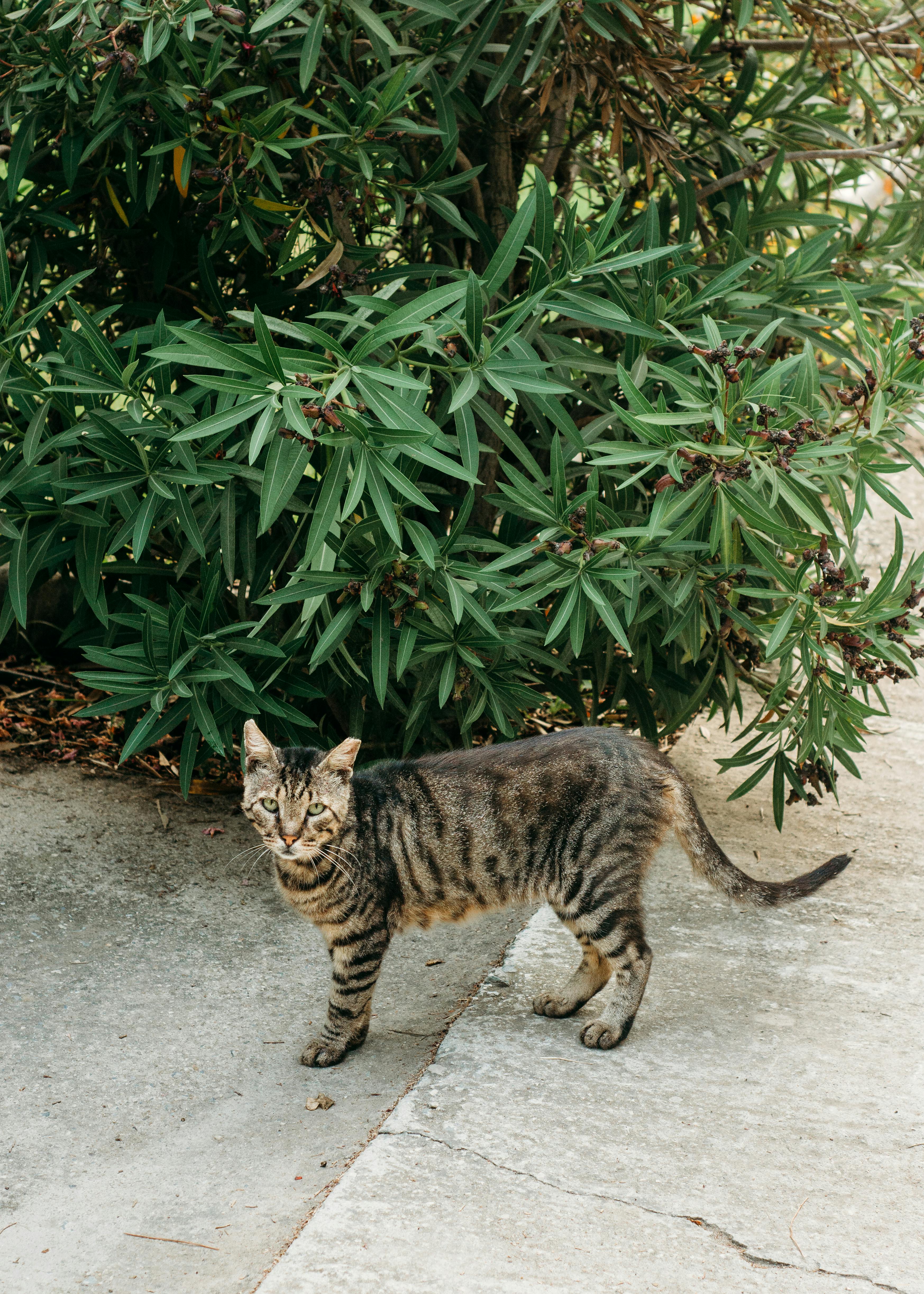 A tabby cat stands on concrete, surrounded by lush greenery outdoors.