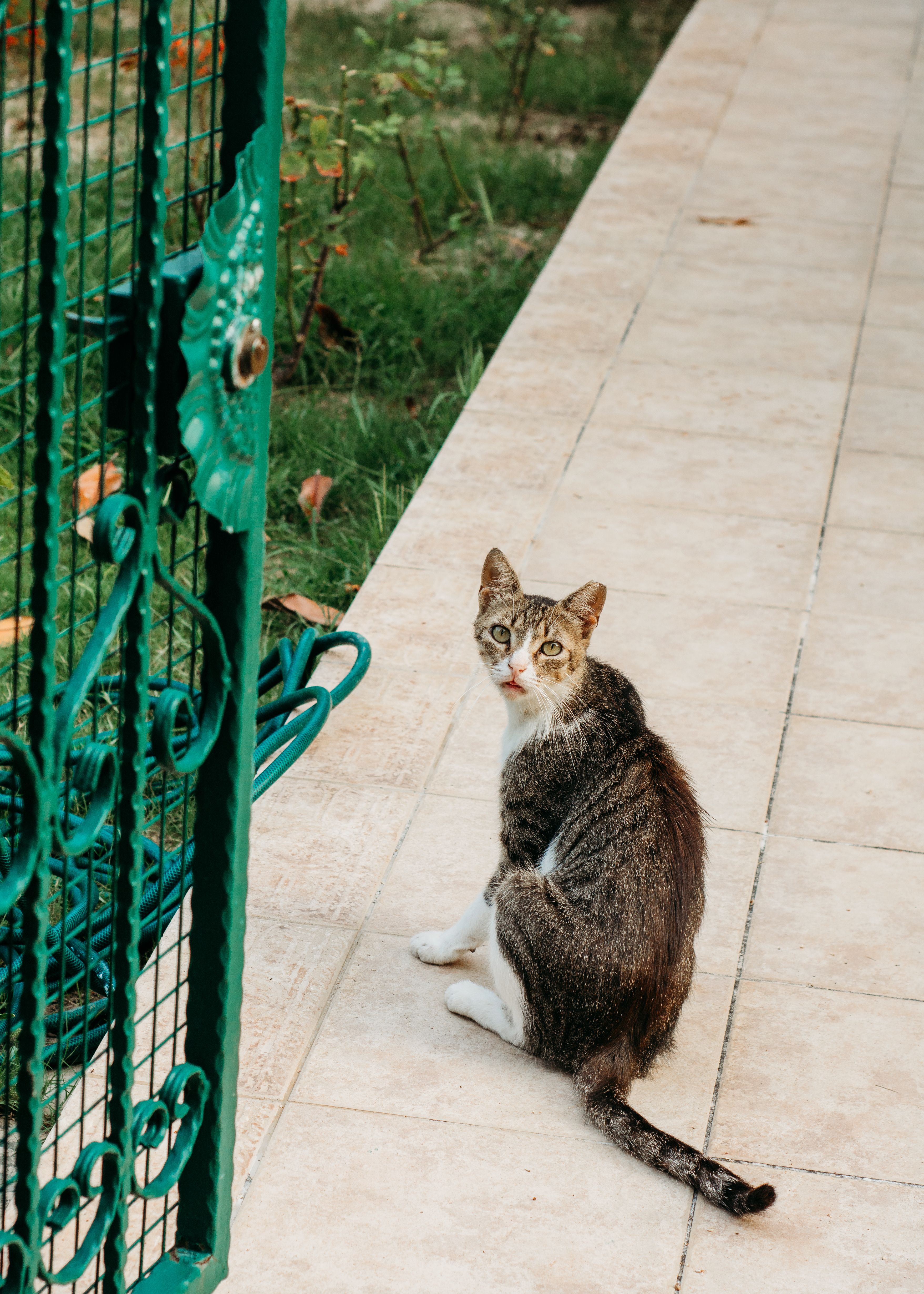 A cat sitting on the ground near a green gate · Free Stock Photo