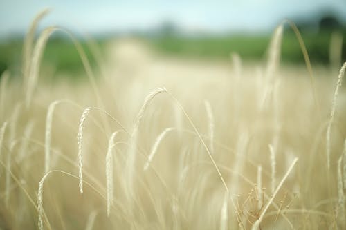 Free Wheat on a Field Stock Photo