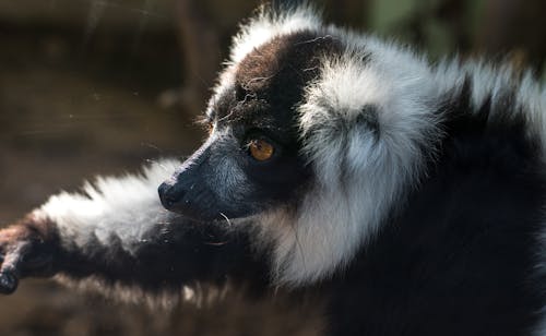 Closeup of Black-and-White Ruffed Lemur