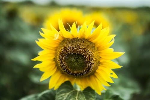 Close-up of a Sunflower in the Field