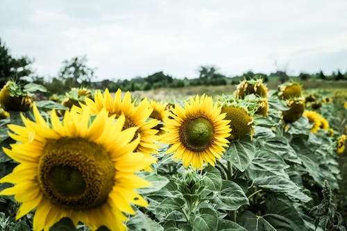 向日葵, 增長, 夏天 的 免费素材图片