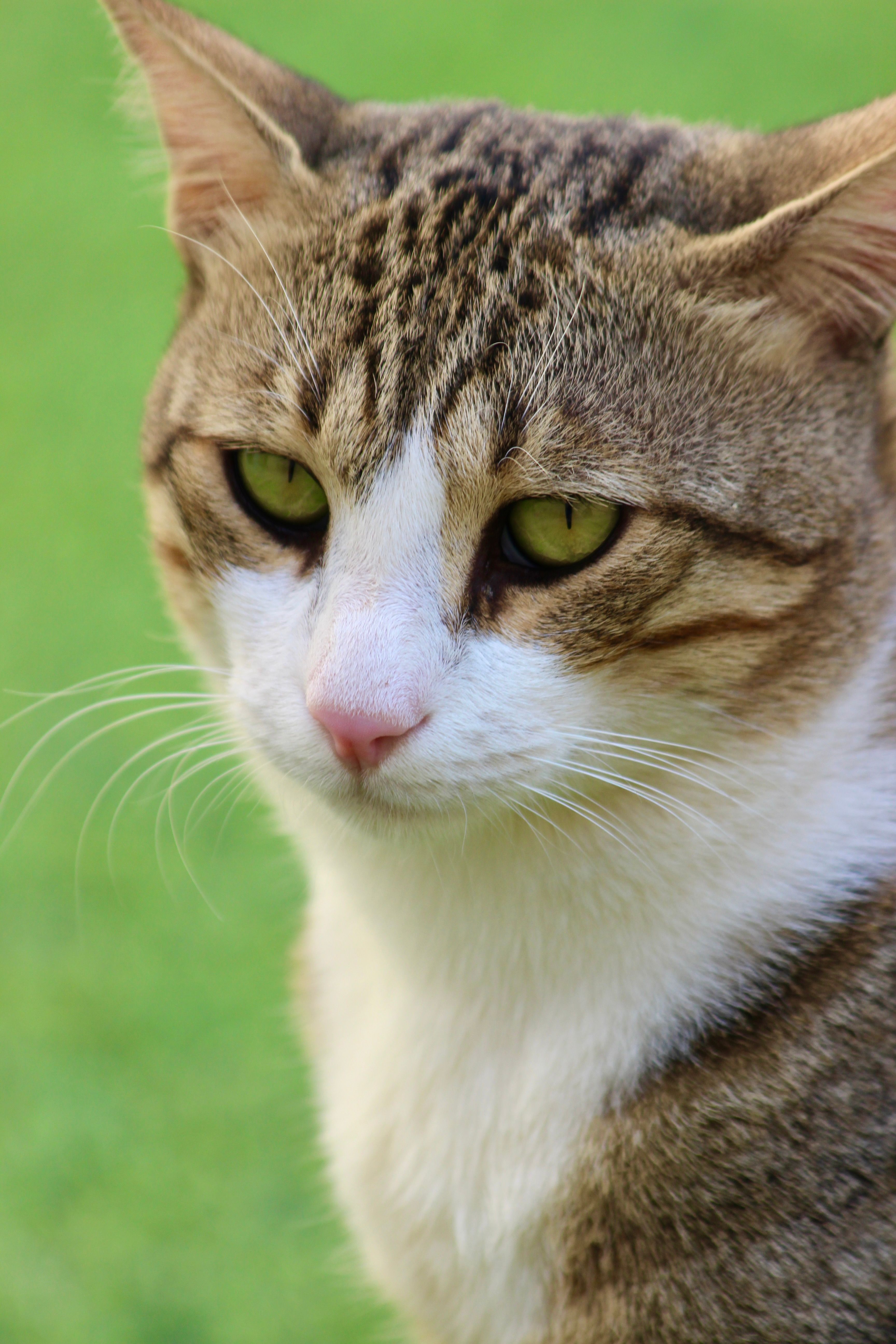 A close up of a cat with green eyes · Free Stock Photo