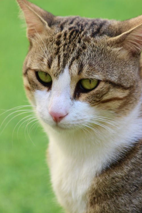 Free Portrait of a fluffy domestic cat with piercing green eyes, focused against a soft green background. Stock Photo