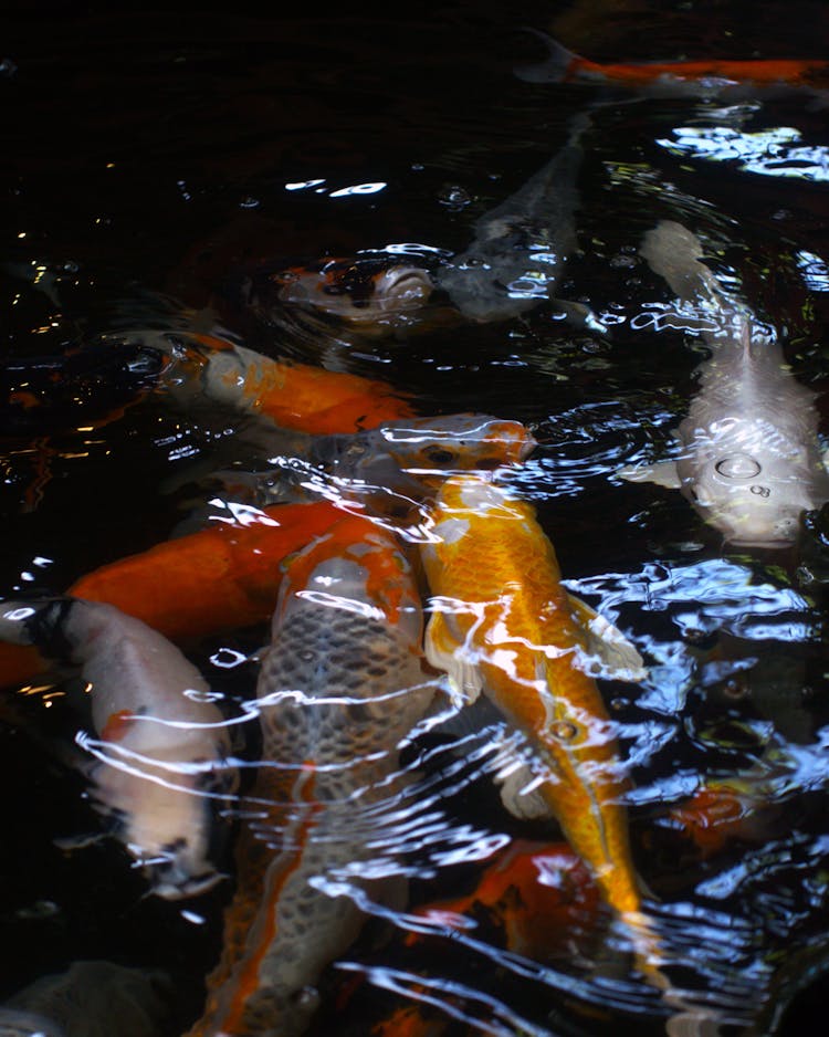 Colorful Fish In Water