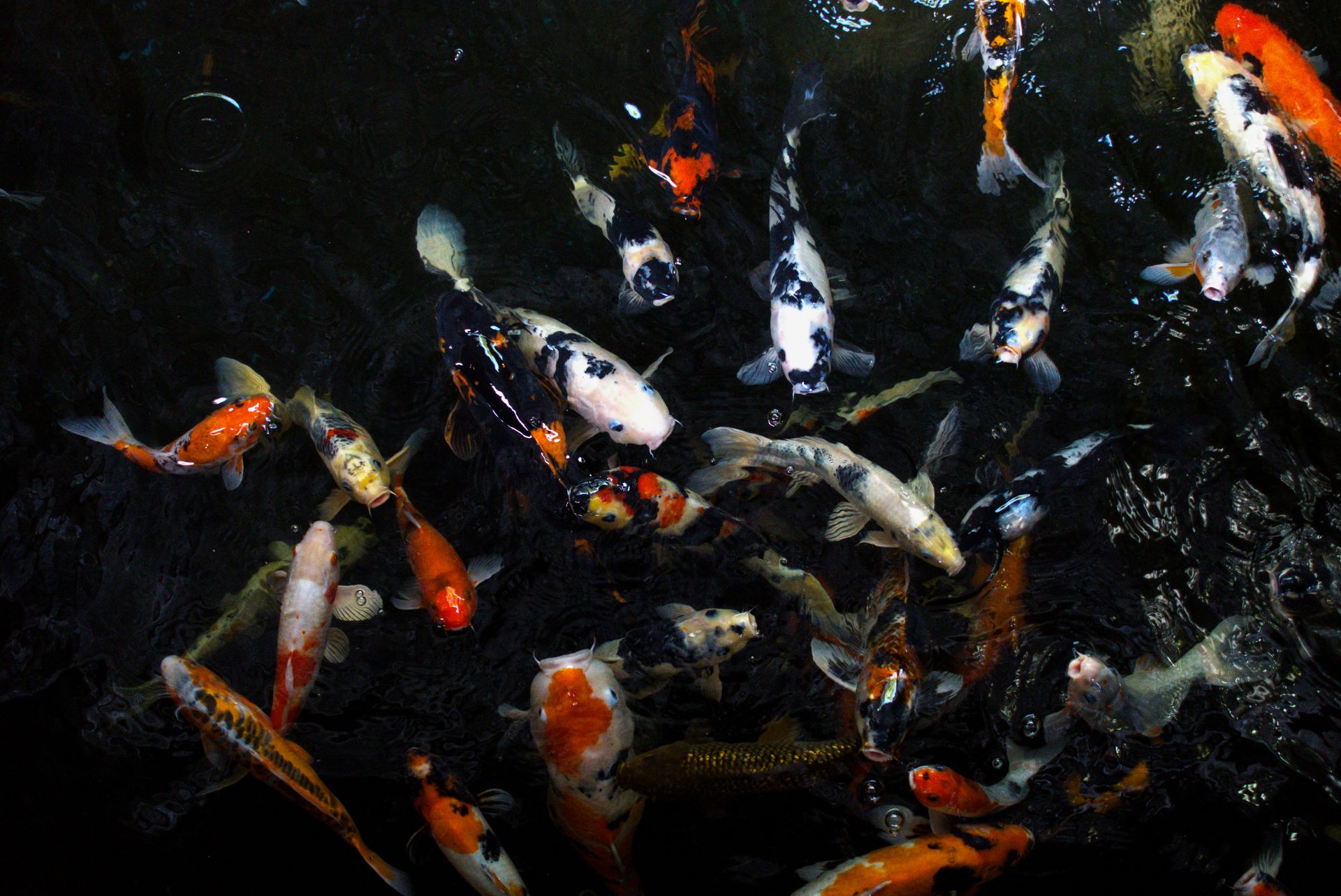 Fish in Water