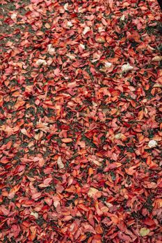 red fallen autumn leaves