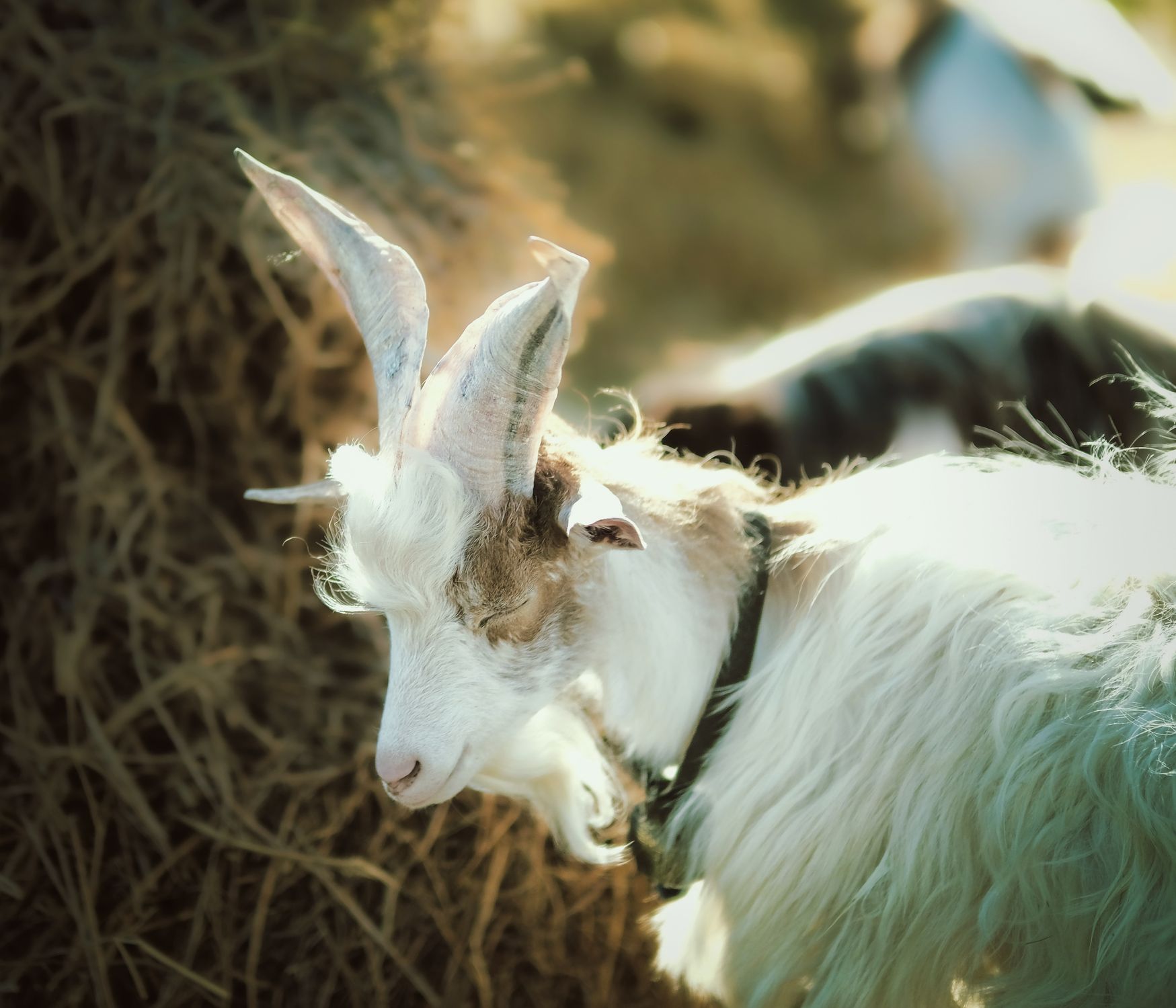 Photo of a Goat · Free Stock Photo