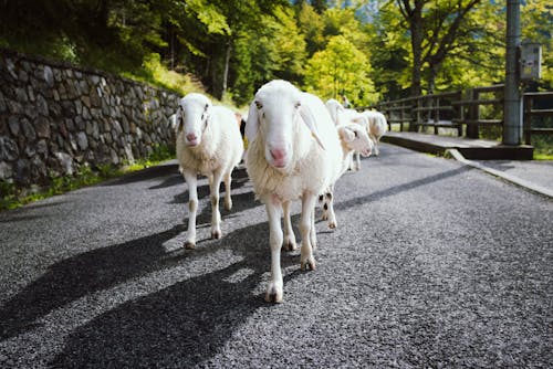 Herd of Sheep on Street