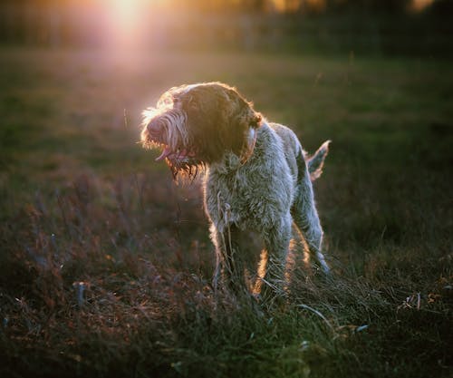 Kostenloses Stock Foto zu feld, grasfläche, hund