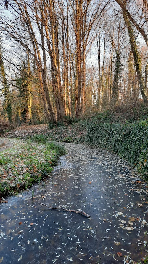 Gratis arkivbilde med frossen elv, grønn, natur