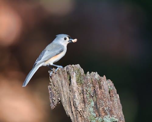 Close-up of a Bird Perching on a Piece of Wood 