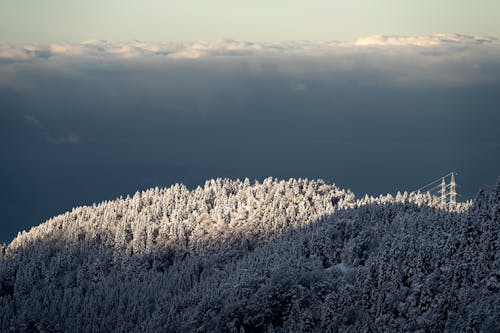 Forest on Hill in Winter