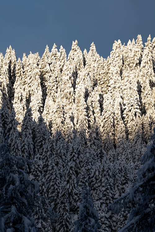 Snow on Conifers in Forest