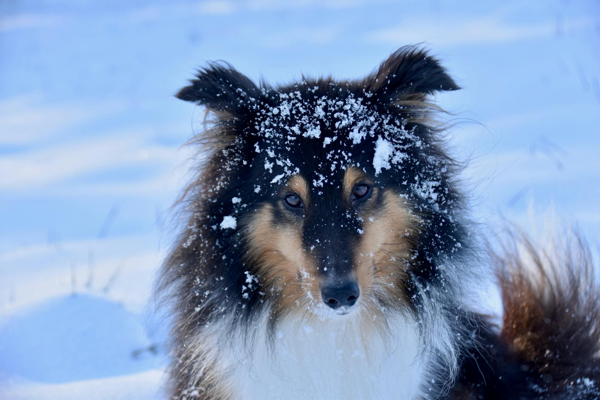 Shetlandsfårhund med snö på huvudet