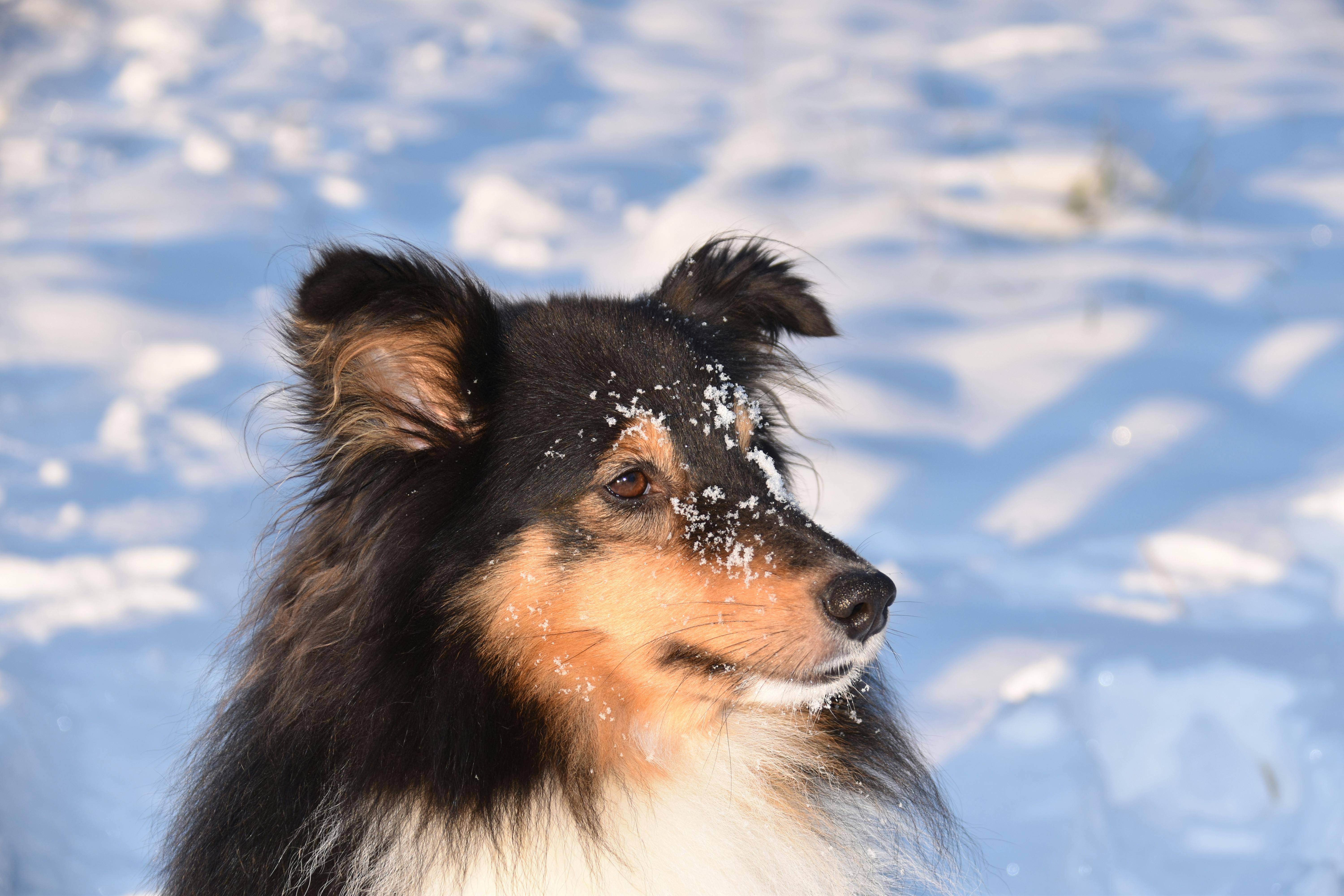 Close up of Shetland Sheepdog in Winter